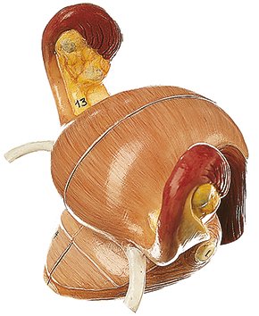 SOMSO Internal Female Genital Organs