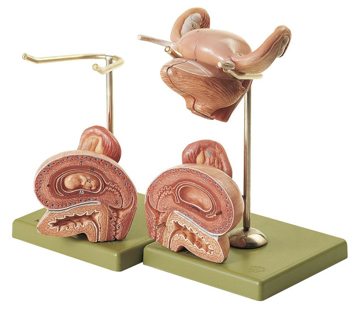 SOMSO Internal Female Genital Organs