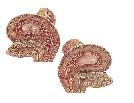 SOMSO Internal Female Genital Organs