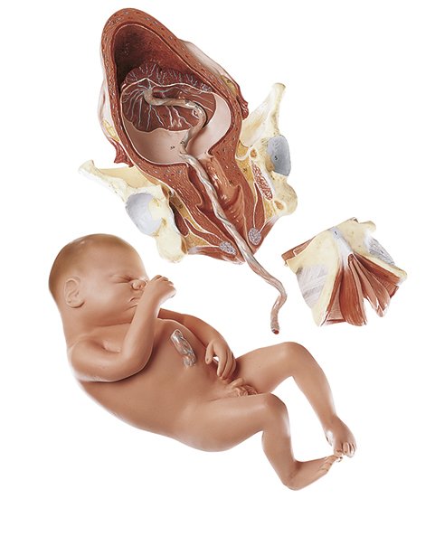 SOMSO Birth - Third Stage