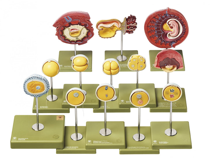 SOMSO Human Development up to the Embryo at the End of the 1st Month