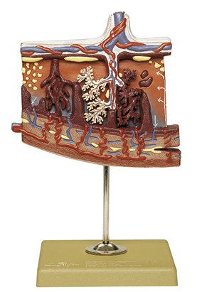 SOMSO Model of the Placenta