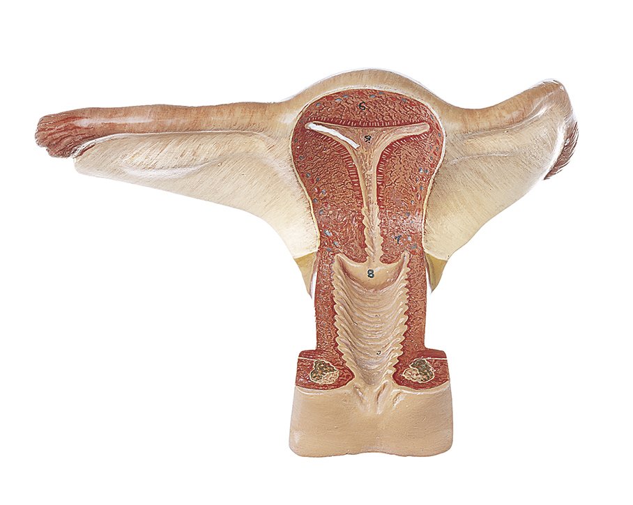 SOMSO Female Genital Organs
