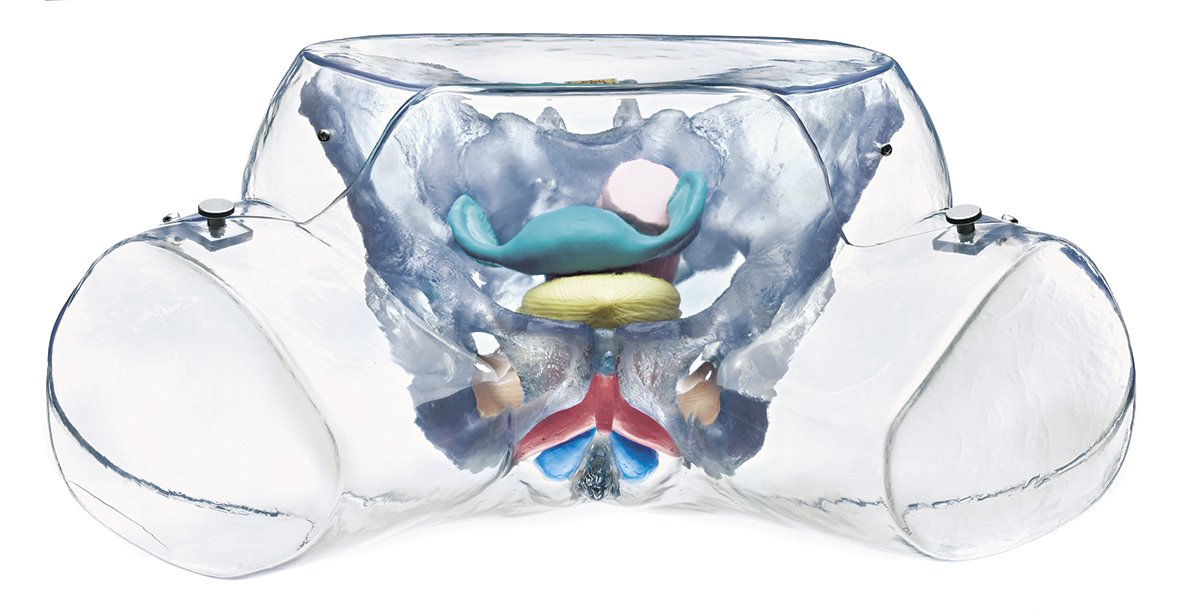 SOMSO Model of the Female Sexual Organs