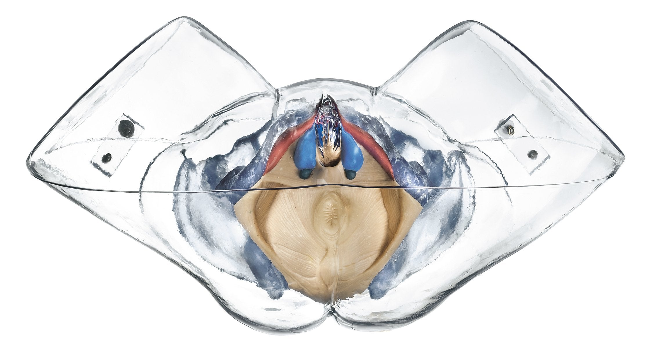 SOMSO Model of the Female Sexual Organs