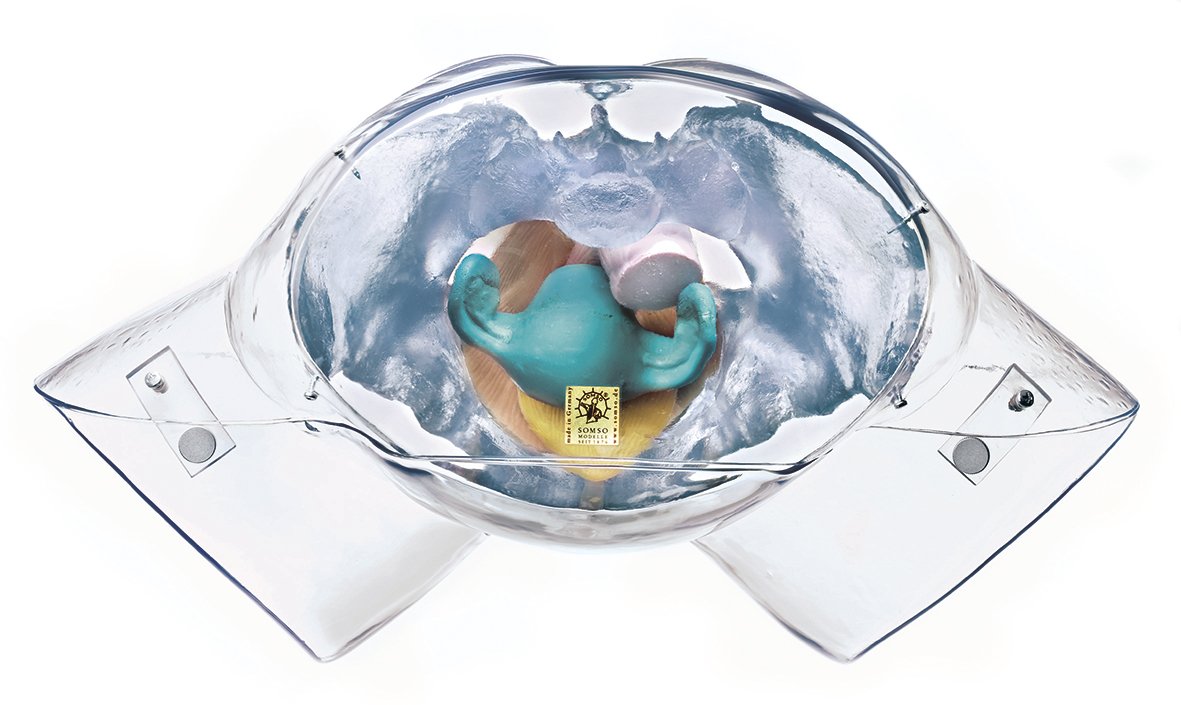 SOMSO Model of the Female Sexual Organs