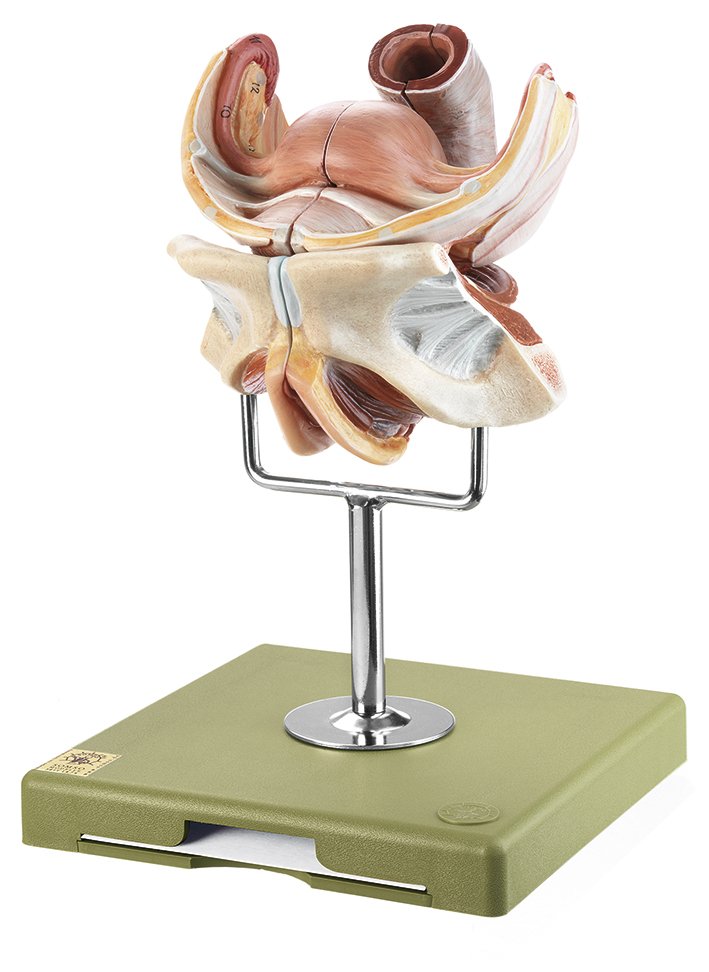 SOMSO Female Genital Organs