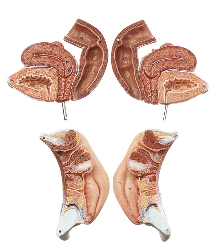 SOMSO Female Genital Organs