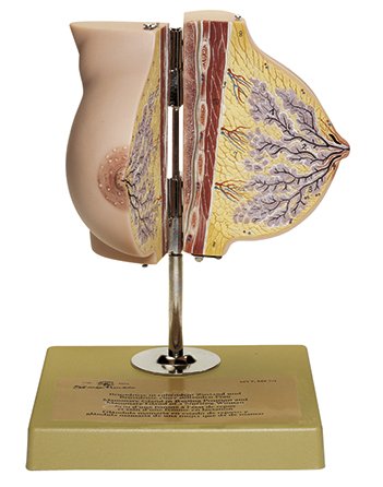 SOMSO Mammary Gland in Resting Position