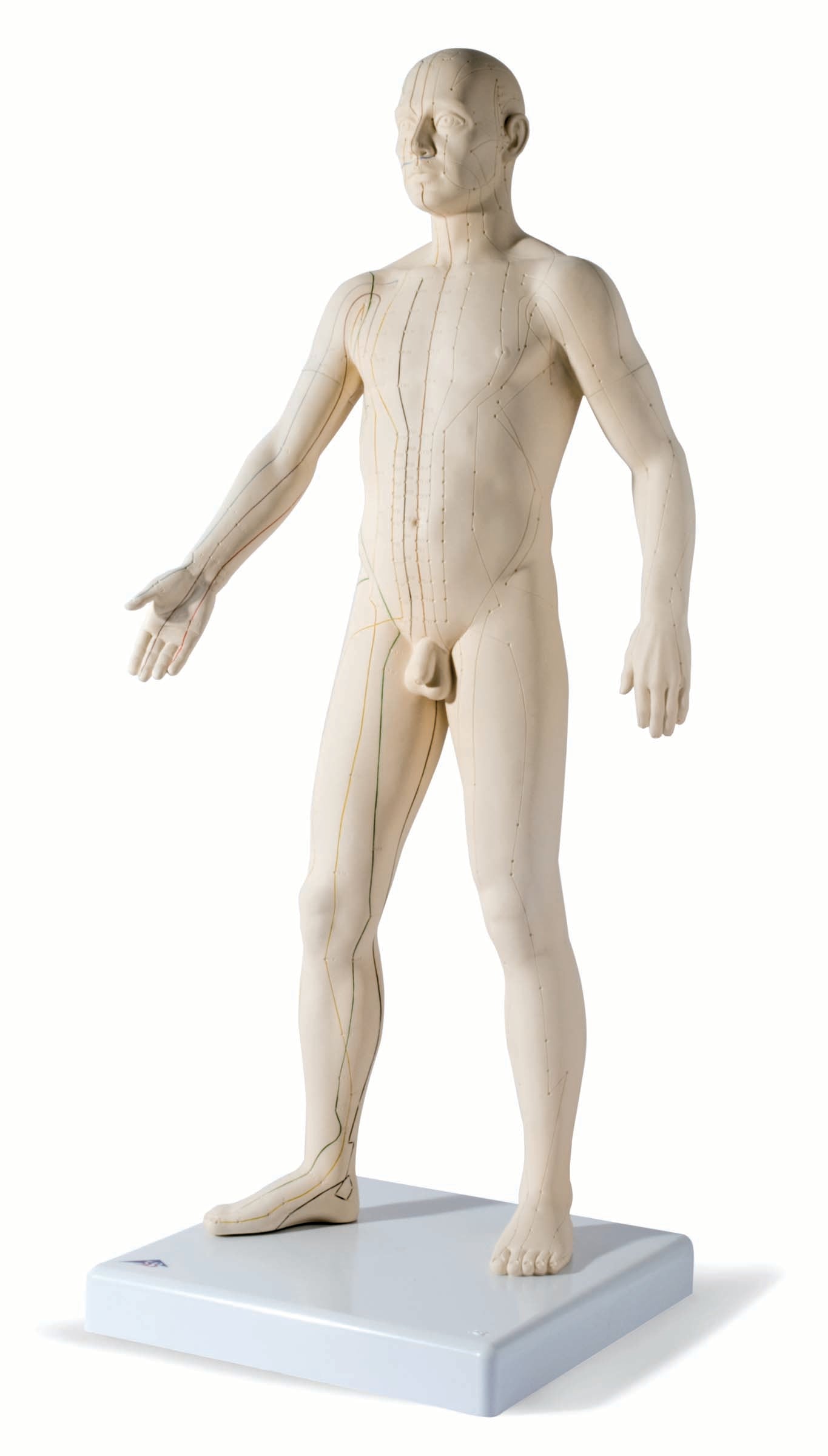 3B Acupuncture Model Male