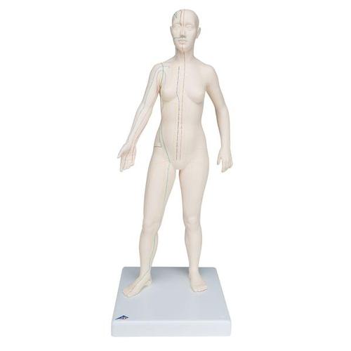 3B Acupuncture Model, female