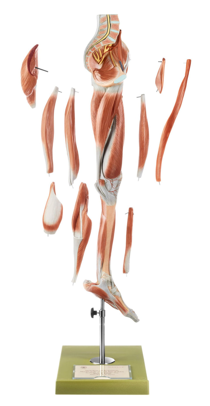 SOMSO Muscles of the Leg with Base of Pelvis