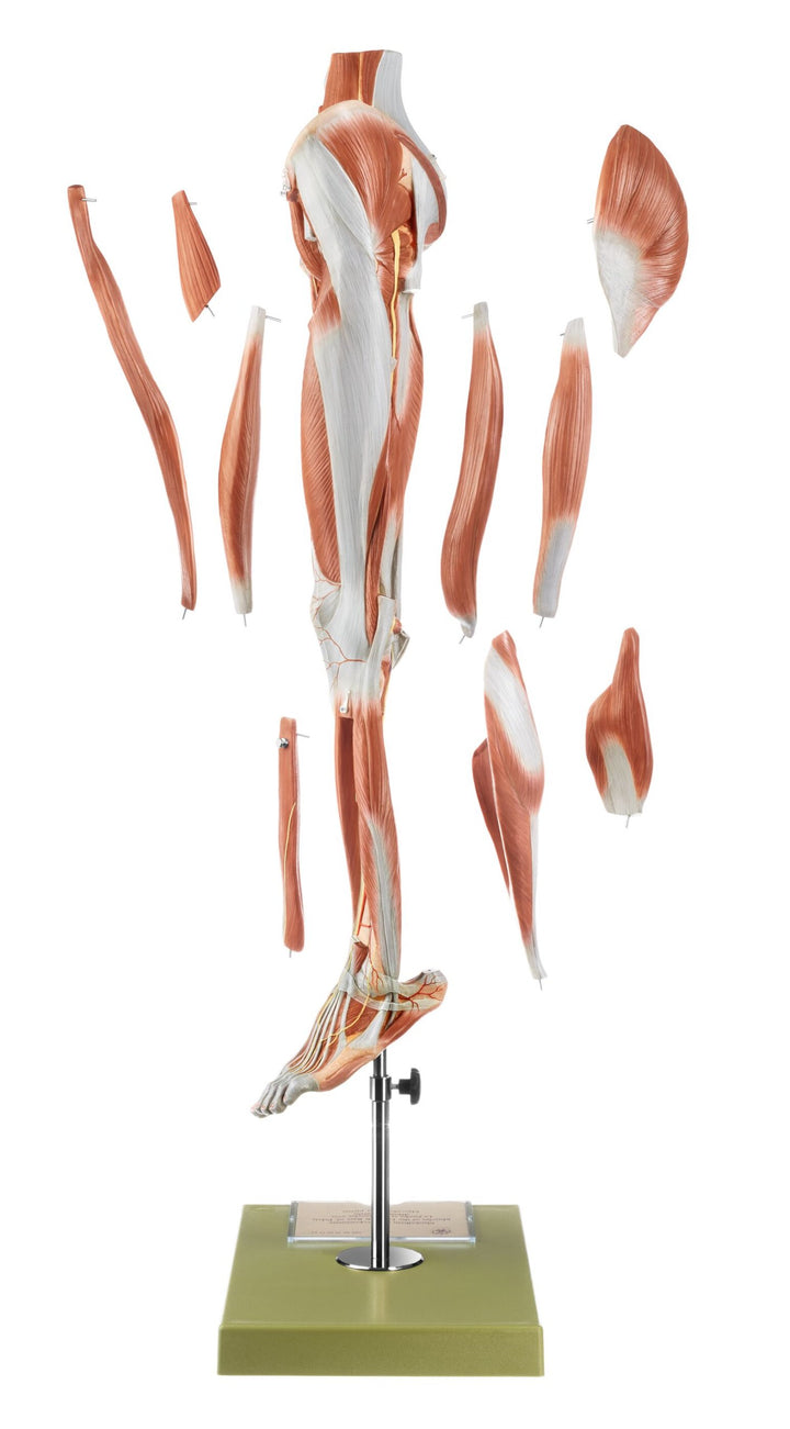 SOMSO Muscles of the Leg with Base of Pelvis