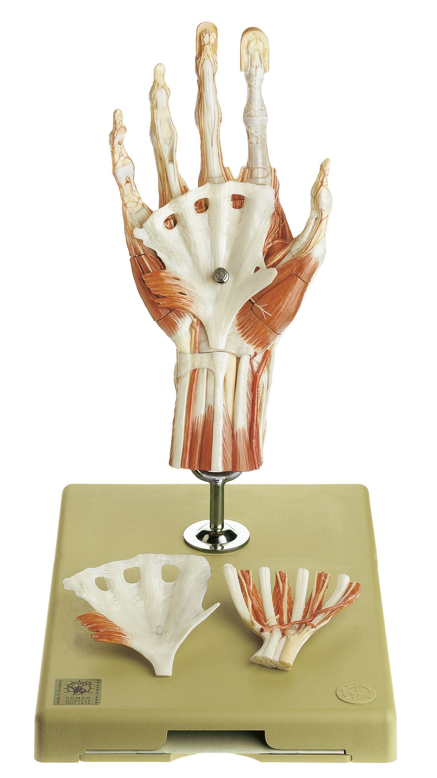 SOMSO Surgical Hand Model