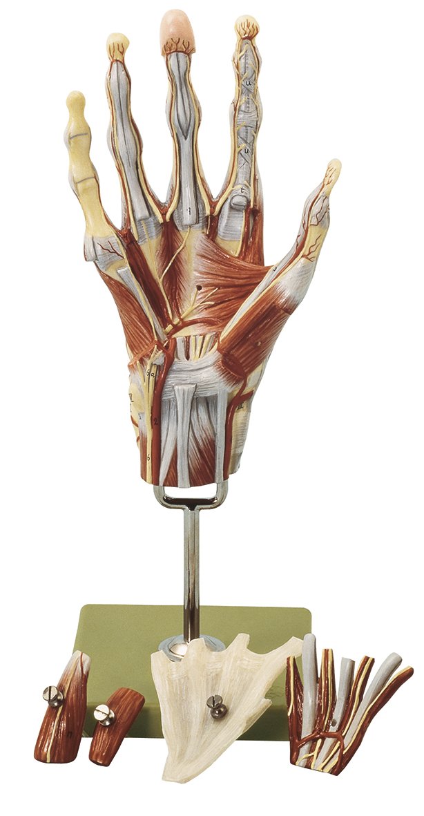 SOMSO Muscles of the Hand with Base of Forearm Anatomical Model with Removable Muscle Layers_NS 13