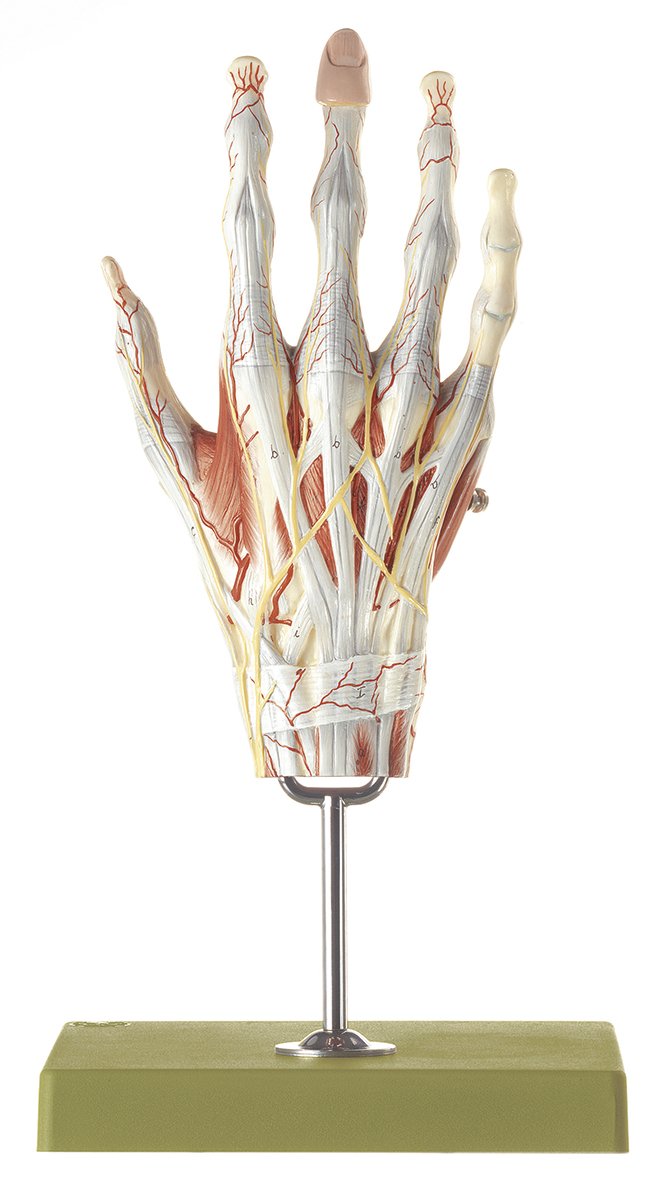 SOMSO Muscles of the Hand with Base of Forearm Anatomical Model with Removable Muscle Layers_NS 13