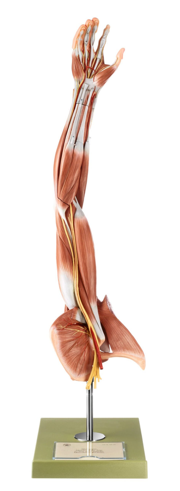 SOMSO Muscles of the Arm with Shoulder Girdle