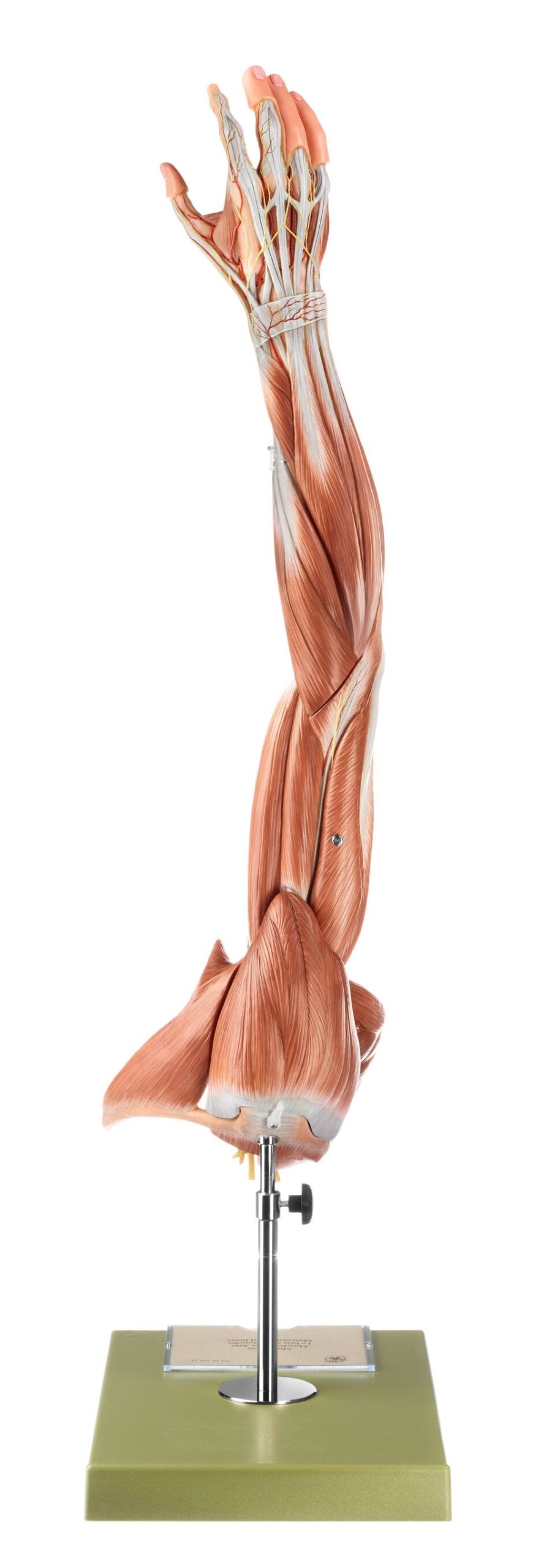 SOMSO Muscles of the Arm with Shoulder Girdle