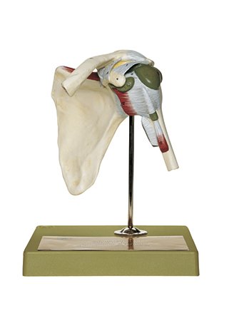 SOMSO Shoulder Joint