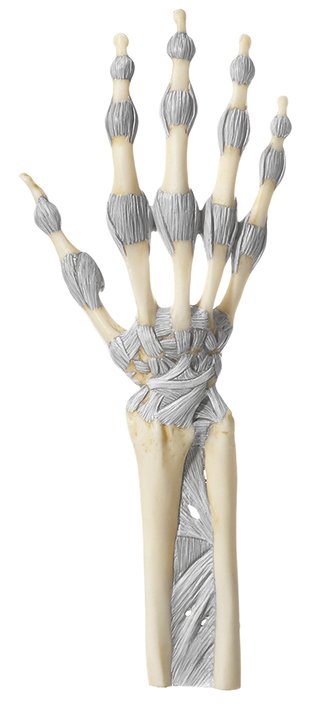 SOMSO Joints of Hand and Fingers with Ligaments