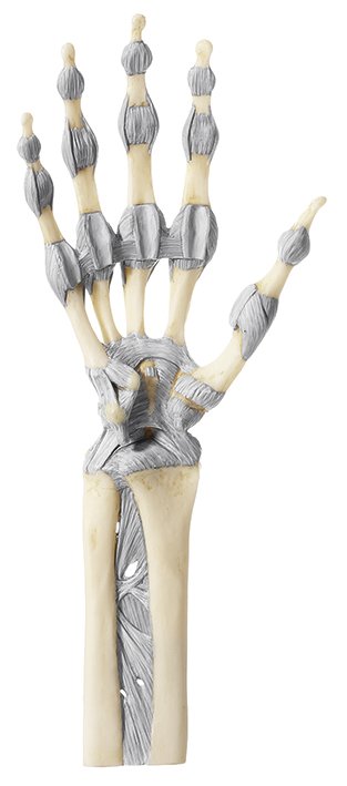 SOMSO Joints of Hand and Fingers with Ligaments