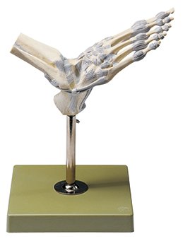 SOMSO Ankle Joints with Ligaments