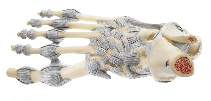 SOMSO Ankle Joints with Ligaments