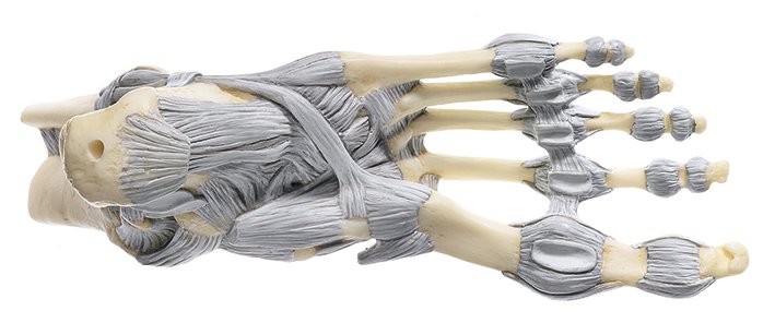 SOMSO Ankle Joints with Ligaments