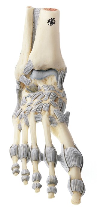SOMSO Ankle Joints with Ligaments