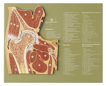 SOMSO Section through the Hip Joint