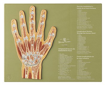 SOMSO Section through the Hand