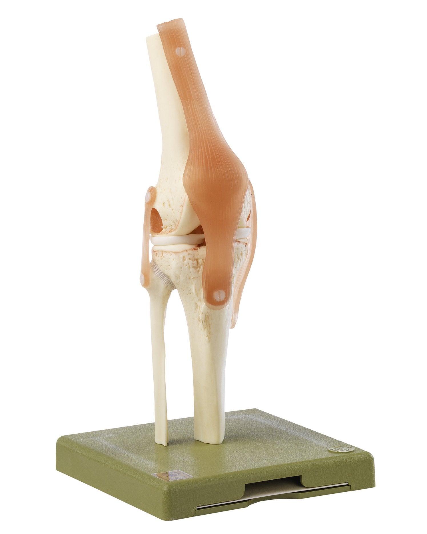 SOMSO Functional Model of the Knee Joint
