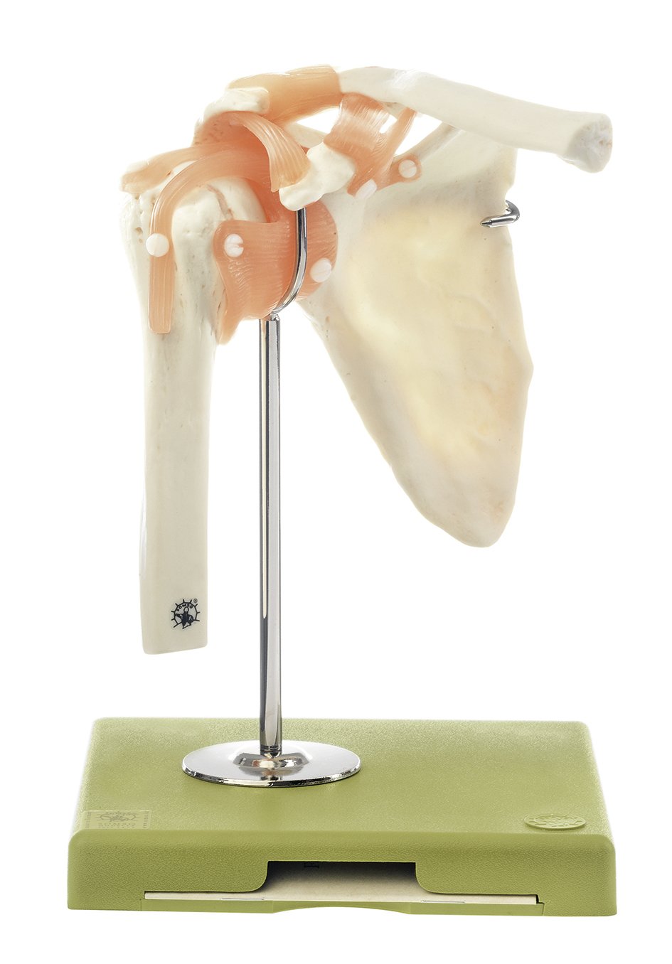 SOMSO Functional Model of the Shoulder Joint