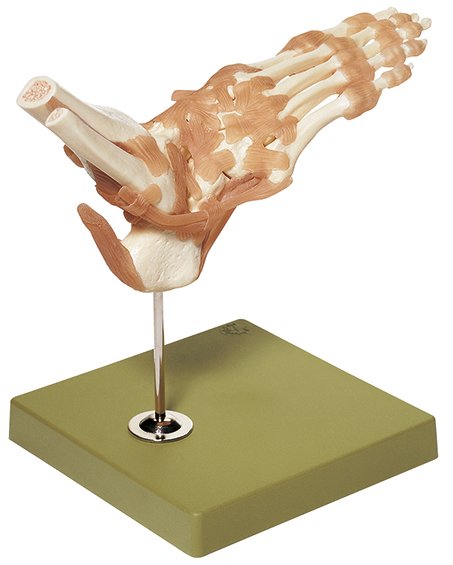 SOMSO Functional Model of the Ankle Joints
