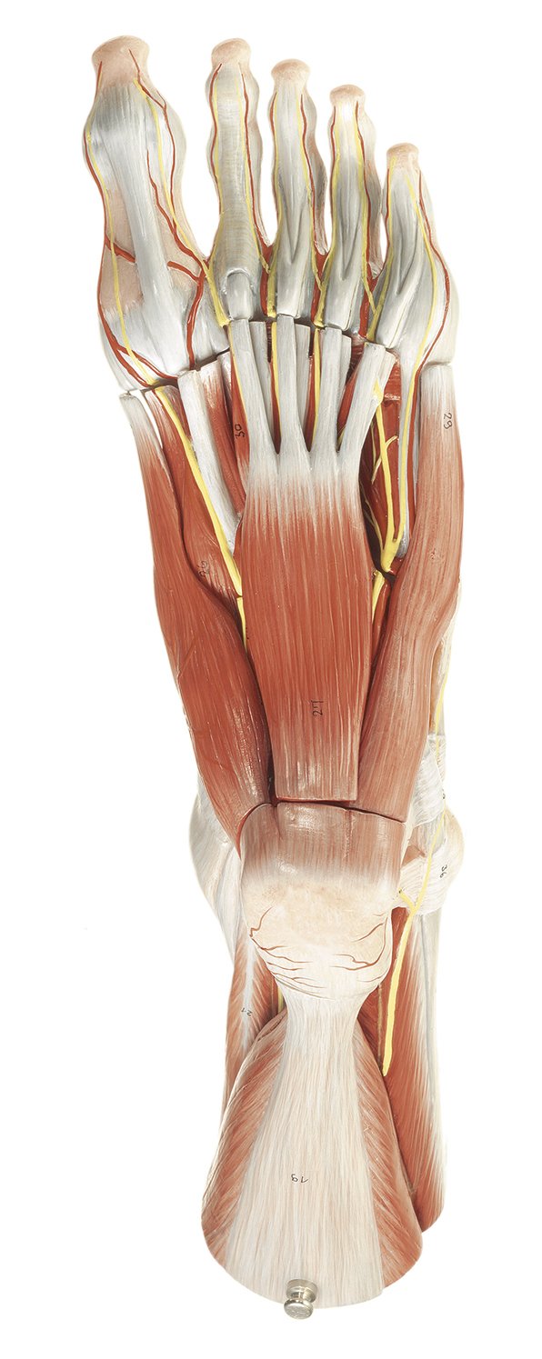 SOMSO Muscles of the Foot Anatomical Model with Removable Muscle Layers_NS 9