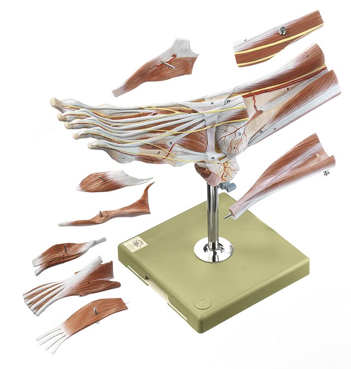 SOMSO Muscles of the Foot Anatomical Model with Removable Muscle Layers_NS 9