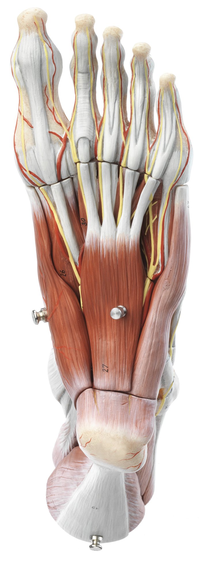 SOMSO Muscles of the Foot Anatomical Model with Removable Muscle Layers_NS 9