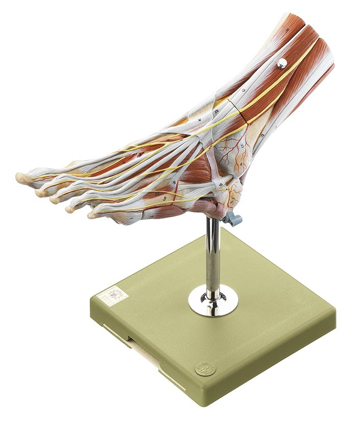 SOMSO Muscles of the Foot Anatomical Model with Removable Muscle Layers_NS 9