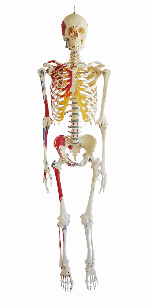 SOMSO Artificial Human Skeleton