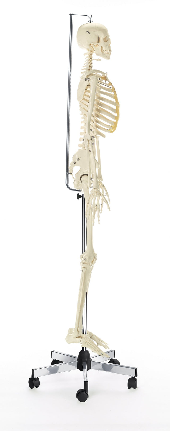 SOMSO Artificial Human Skeleton