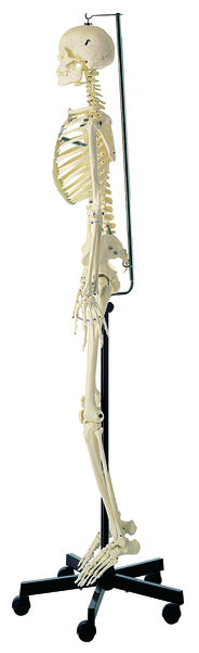 SOMSO Artificial Human Skeleton