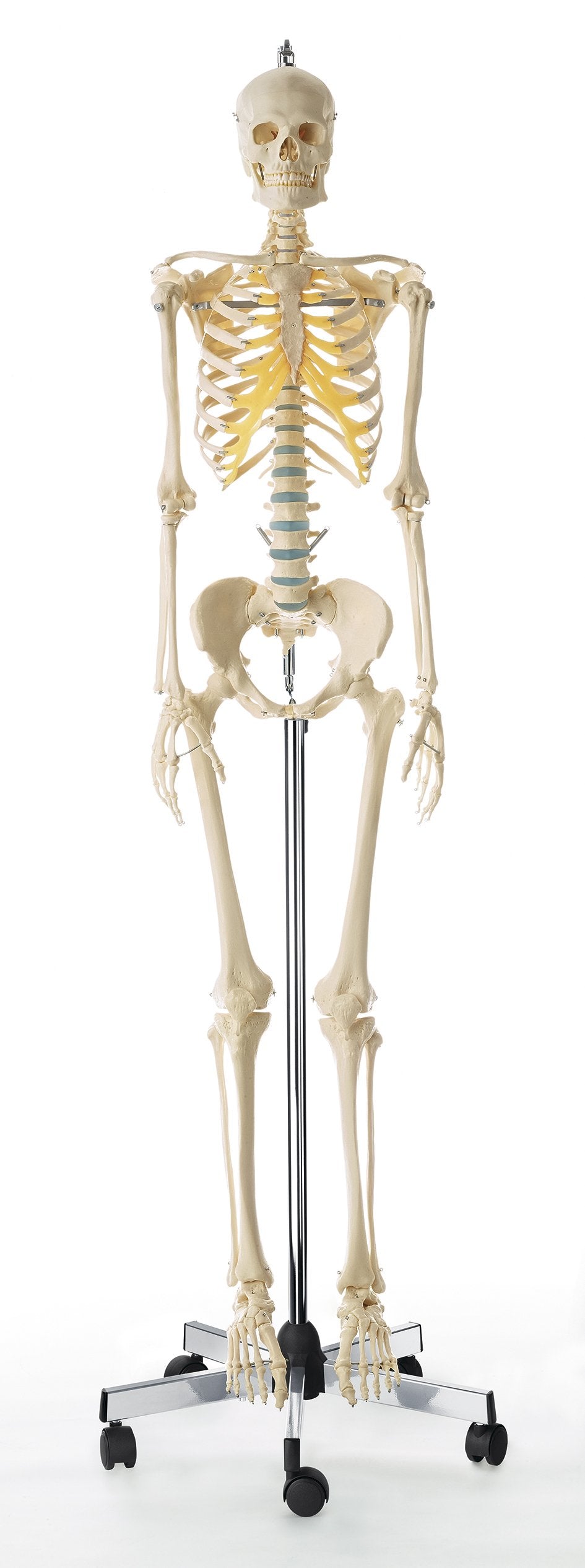 SOMSO Artificial Human Skeleton