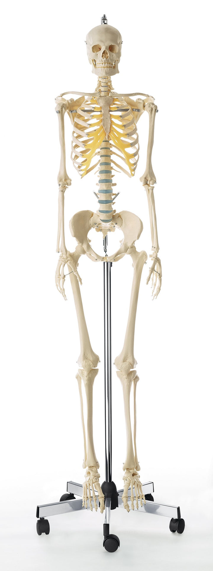 SOMSO Artificial Human Skeleton