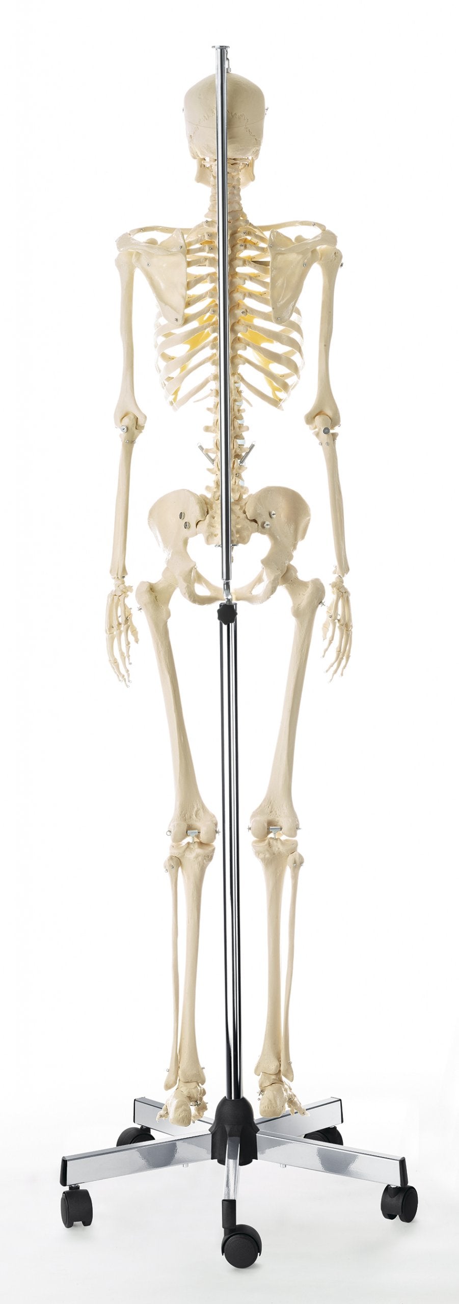 SOMSO Artificial Human Skeleton