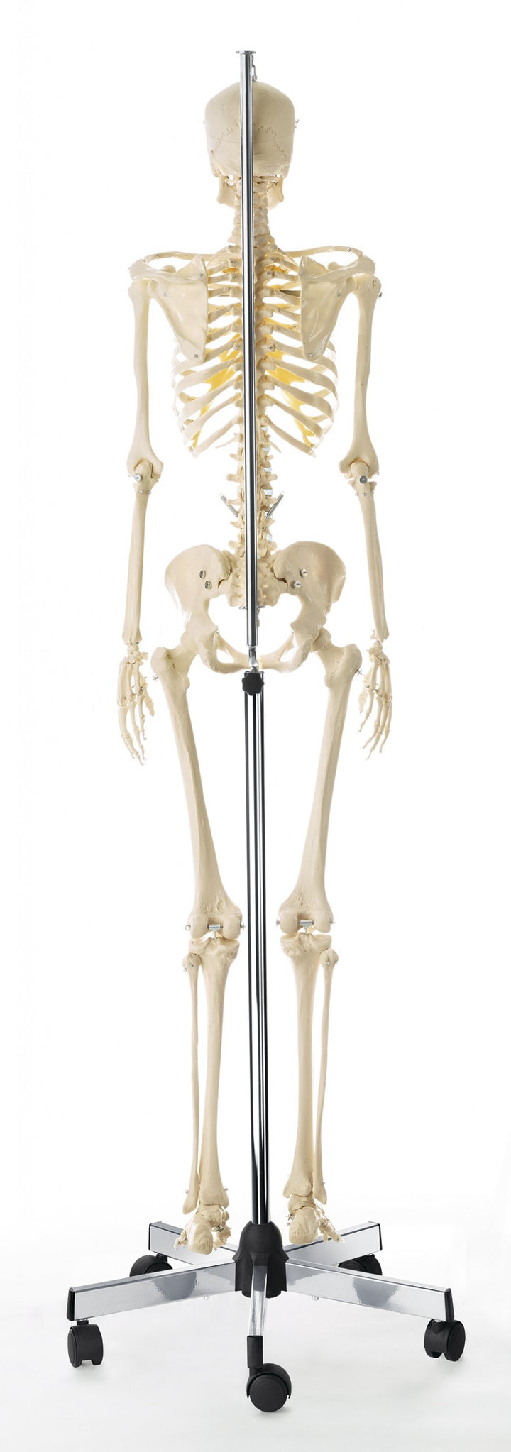 SOMSO Artificial Human Skeleton