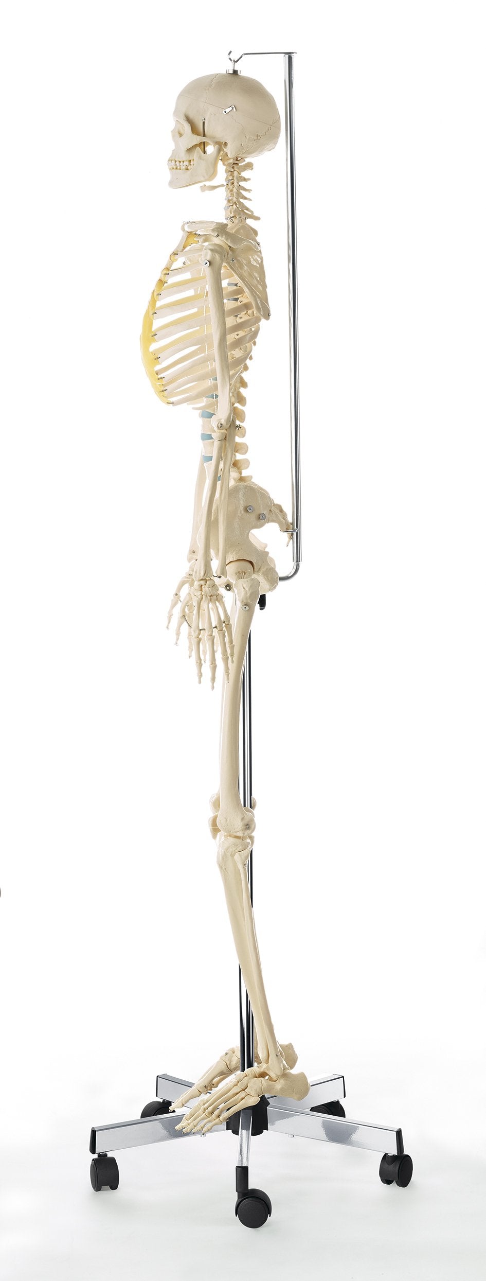 SOMSO Artificial Human Skeleton