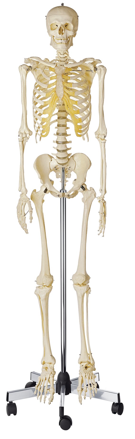SOMSO Artificial Human Skeleton, male