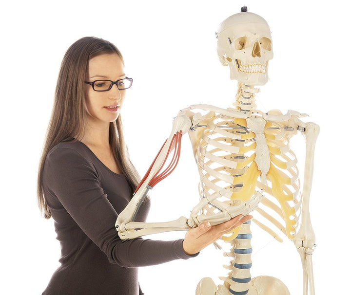 SOMSO Artificial Human Skeleton