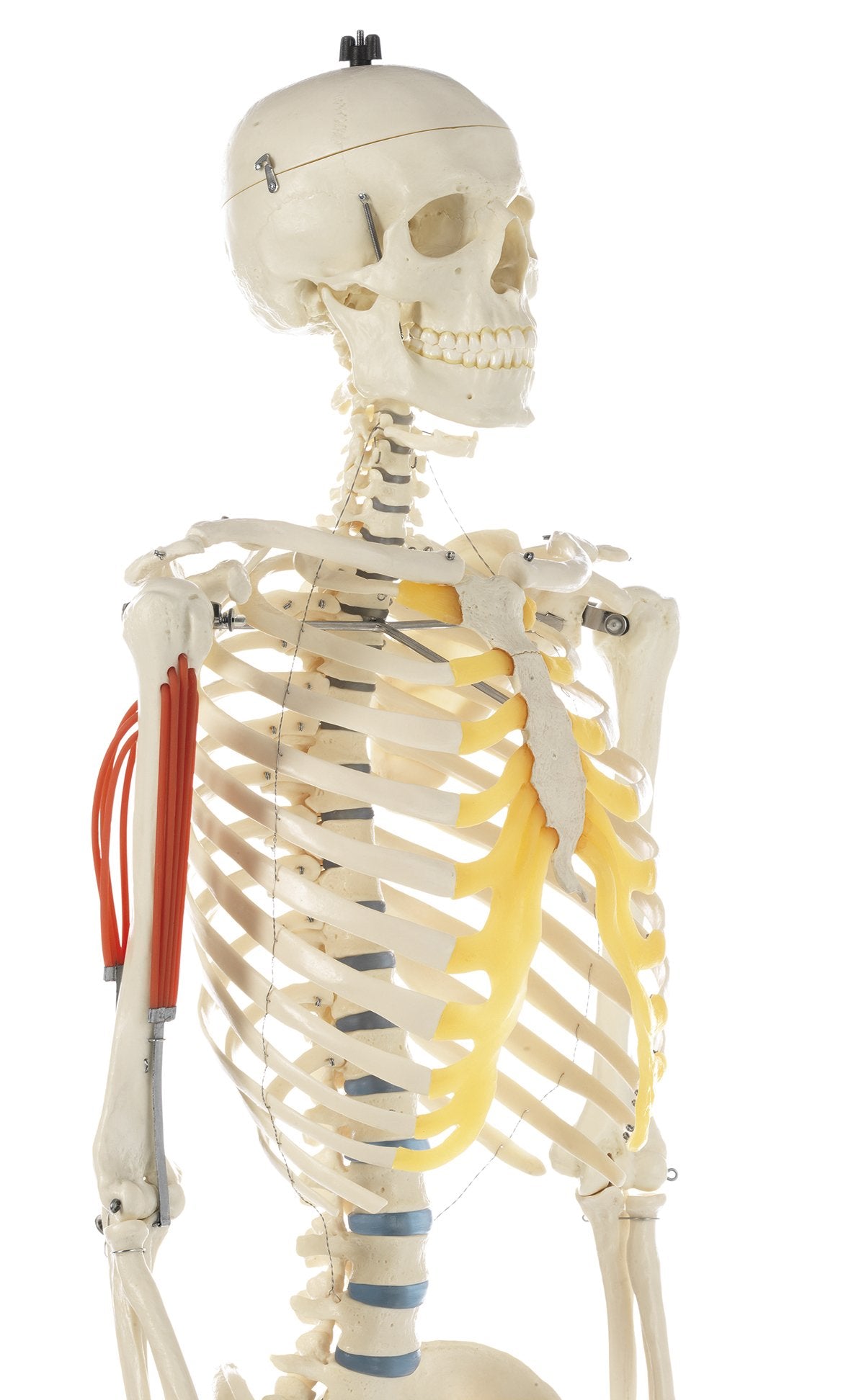 SOMSO Artificial Human Skeleton
