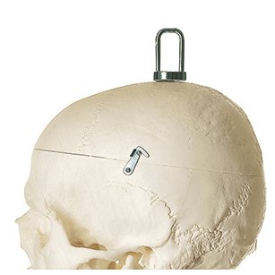 SOMSO Artificial Human Skeleton